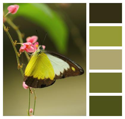 Pink Flowers Pollination Butterfly Image